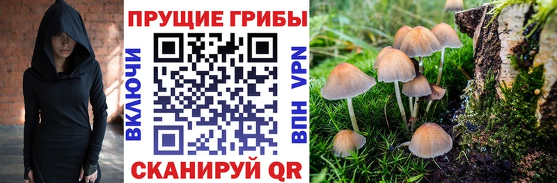 нарко площадка как зайти  Елизаветинская  Галлюциногенные грибы Psilocybine cubensis 